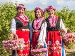 Kvinnor i traditionella dräkter plockar rosor under Bulgariens årliga rosenfestival
