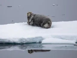 Grönlandssäl med långa morrhår som hjälper till att hitta föda i mörkt vatten Grönlandssäl med långa morrhår som hjälper till att hitta föda i mörkt vatten