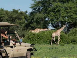 En giraff äter dagligen ca 35 kg blad, skott och frukt - föredrar akaciaträd
