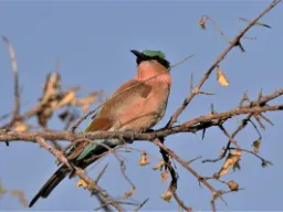 Fågellivet är rikt - här är en karminbiätare Fågellivet är rikt - här är en karminbiätare