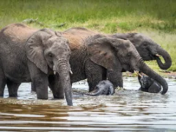 Elefanter med kalvar badar och släcker törsten Elefanter med kalvar badar och släcker törsten