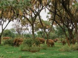 Stor hjord elefanter i föredragna miljöer