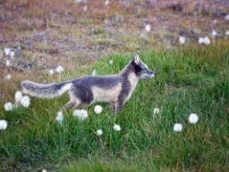 Fjällräv i sommarpäls Fjällräv i sommarpäls