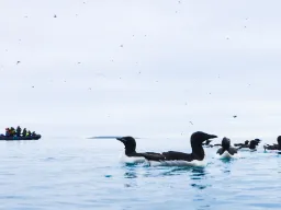 Spetsbergsgrisslor poserar för fotograferna Spetsbergsgrisslor poserar för fotograferna