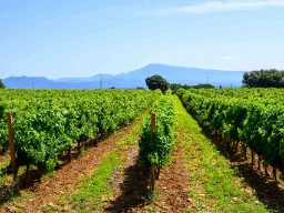 Vingårdar i Châteauneuf-du-Pape