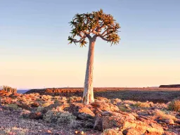 Quiver Tree eller Kokerträd är faktiskt inte ett träd utan en typ av jättealoe