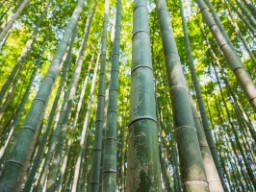 Bambuskog i Kyoto
