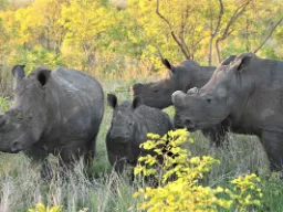 För att minska tjuvjakten får noshörningarna ofta sina horn borttagna För att minska tjuvjakten får noshörningarna ofta sina horn borttagna