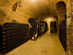 Flera champagneflaskor under mogning i Épernay