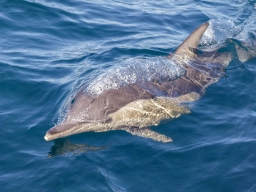 Delfin (tumlare) vid Port Stephens