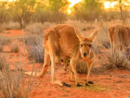 Känguruns unge är bara 2 cm vid födseln och stannar i pungen tills den är tillräckligt stor Känguruns unge är bara 2 cm vid födseln och stannar i pungen tills den är tillräckligt stor