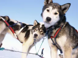 Slädhundarna vilar och är redo med selen på Slädhundarna vilar och är redo med selen på