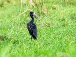 Den afrikanska skednäbben har ett särskilt näbb, perfekt för att fånga sniglar och musslor Den afrikanska skednäbben har ett särskilt näbb, perfekt för att fånga sniglar och musslor
