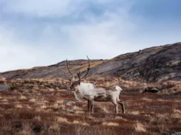 Ren står i det öppna tundralandskapet vid Kangerlussuaq Ren står i det öppna tundralandskapet vid Kangerlussuaq
