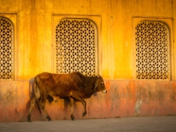 Kon anses vara en helig och moderlig symbol inom hinduismen
