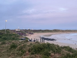 Dvärgpingvinerna återvänder till Phillip Island vid solnedgången