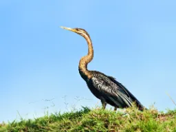 Den afrikanska ormhalsfågeln lever vid sjöar och floder där den fångar fisk med sitt spetsiga näbb. Den långa halsen ger den namnet ”ormhals” Den afrikanska ormhalsfågeln lever vid sjöar och floder där den fångar fisk med sitt spetsiga näbb. Den långa halsen ger den namnet ”ormhals”