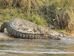 Krokodil på väg i vattnet