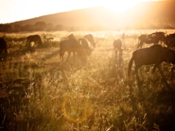 Gnu till frukost