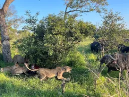 Lejonhonan ser till att det är matro Lejonhonan ser till att det är matro