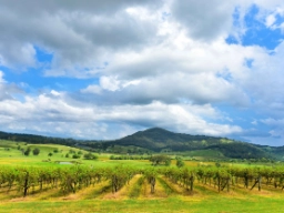 Vinodlingar i Hunter Valley