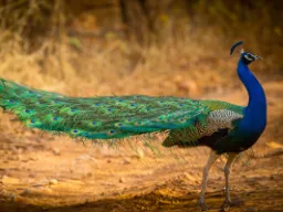 Påfågeln är Indiens och Pakistans nationalfågel Påfågeln är Indiens och Pakistans nationalfågel