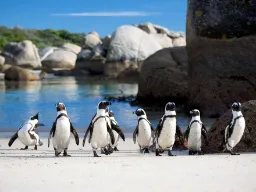 Pingvinerna poserar på Boulders Beach