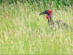 Hornravn - Ground Hornbill - en av de få fågelarter som använder verktyg för att hitta föda, till exempel kvistar