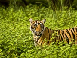 Av de stora kattdjuren varierar tigern mest i storlek – från 65 till 320 kg Av de stora kattdjuren varierar tigern mest i storlek – från 65 till 320 kg