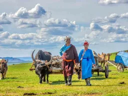 Mongoliska nomader med oxdragna vagnar på stäppen