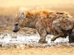 Hyenorna lever i stora, komplexa klaner med en stark social struktur