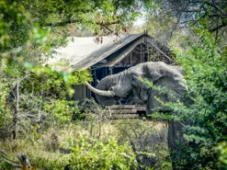 Djuren kommer nära inpå i campen Djuren kommer nära inpå i campen