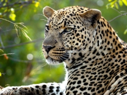Det finns leoparder nästan överallt i Afrika