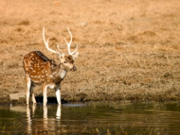 Axishjort, Ranthambore nationalpark