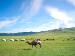 Kamelen pucklar på stäppen