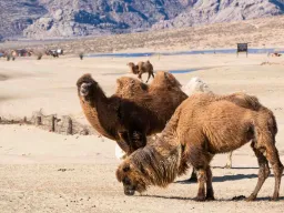 Kameler i Gobiöknen – anpassade till Mongoliets hårda klimat – de kan tåla temperaturer mellan -40 och +40 grader