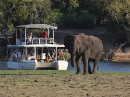 Den afrikanska savanneelefanten kan väga upp till 7 000 kg - honorna lite mer än hälften