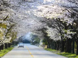 Vårstämning med blommande körsbärsträd i Naejangsan nationalpark