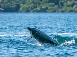 Delfinen leker i havet vid Bocas del Toro Delfinen leker i havet vid Bocas del Toro
