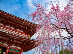 Körsbärsträd i blom vid Asakusa Kannon-templet
