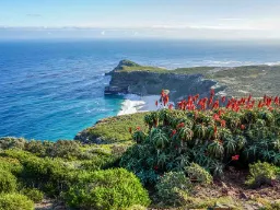 Godahoppsudden med rödblommande aloes