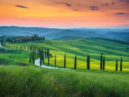 Cypresser längs slingrande väg i solnedgång Cypresser längs slingrande väg i solnedgång