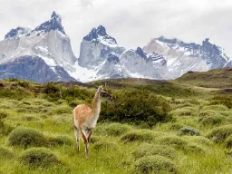 Guanacos lever vilt i Patagonien – i tam form blir de lamor