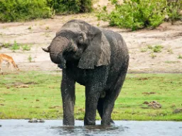 En elefant dricker upp till 250 liter vatten om dagen En elefant dricker upp till 250 liter vatten om dagen