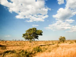 Njut av den afrikanska savannen Njut av den afrikanska savannen