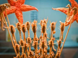 Skorpioner och sjöstjärnor på spett – kinesisk gatumat