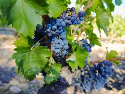 Blå druvor i vingård i Châteauneuf-du-Pape