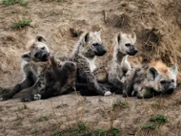 En flock vilda hundar slappnar av - men håller ögonen En flock vilda hundar slappnar av - men håller ögonen