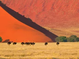 Strutsflock i Namiböknen med den röda sanden