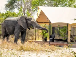 Elefanten hittar mat framför tältet Elefanten hittar mat framför tältet